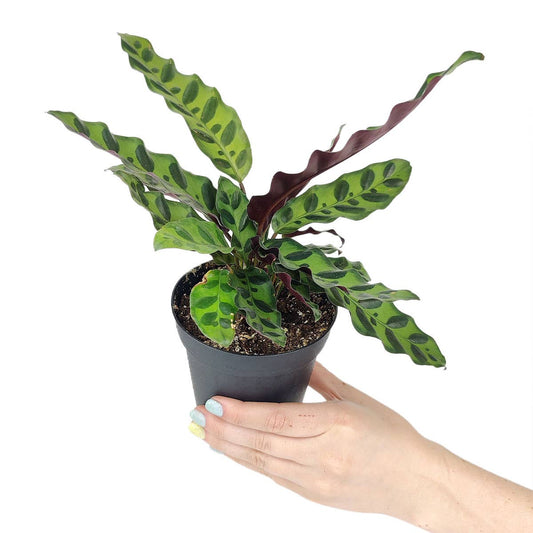 Calathea Rattlesnake  - 4 inch