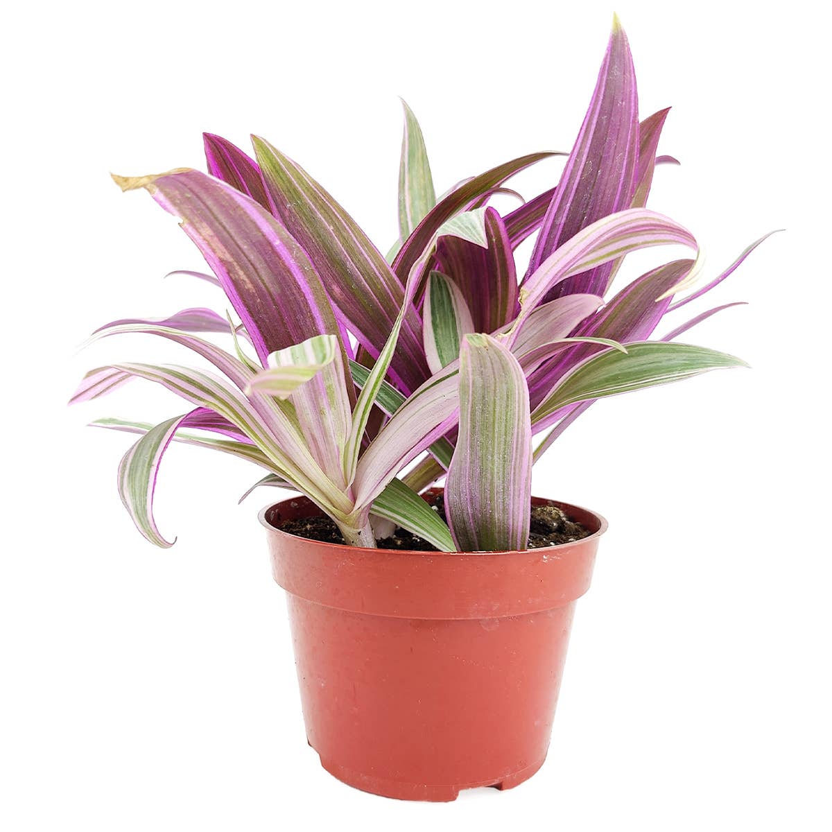 Rhoeo Spathacea Tricolor - Tradescantia Oyster Plant - 4 inch