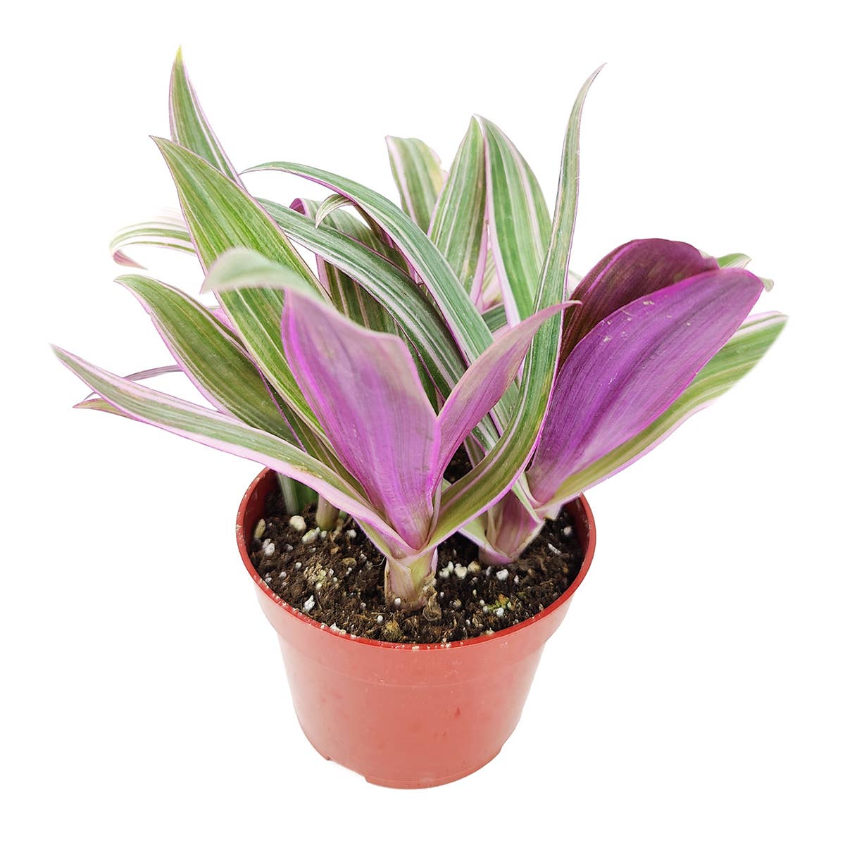 Rhoeo Spathacea Tricolor - Tradescantia Oyster Plant - 4 inch