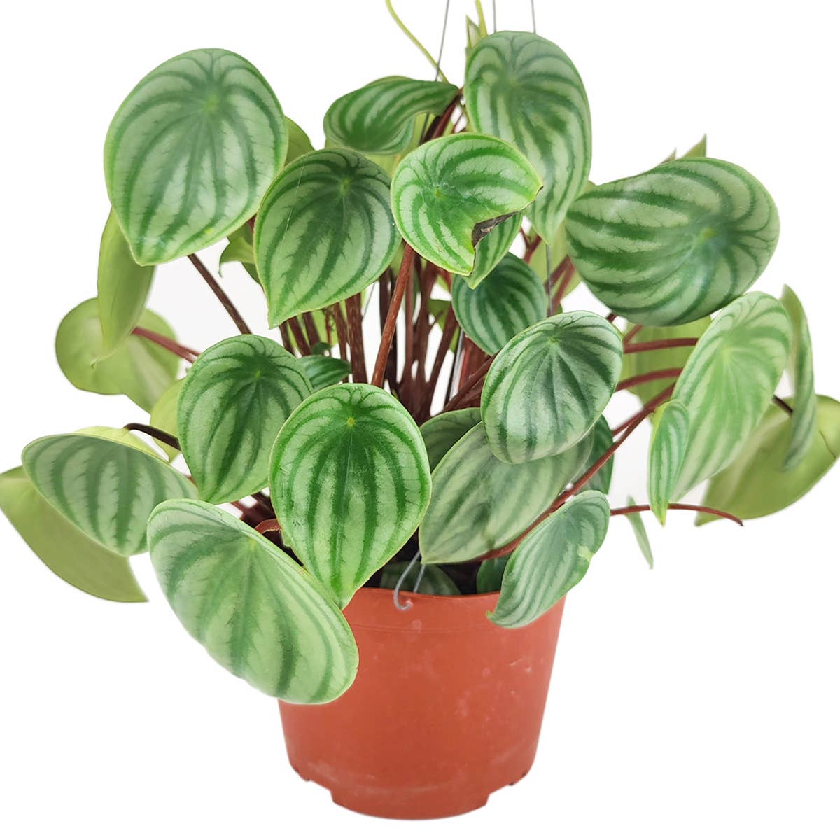 Peperomia Watermelon Plant - 4 inch