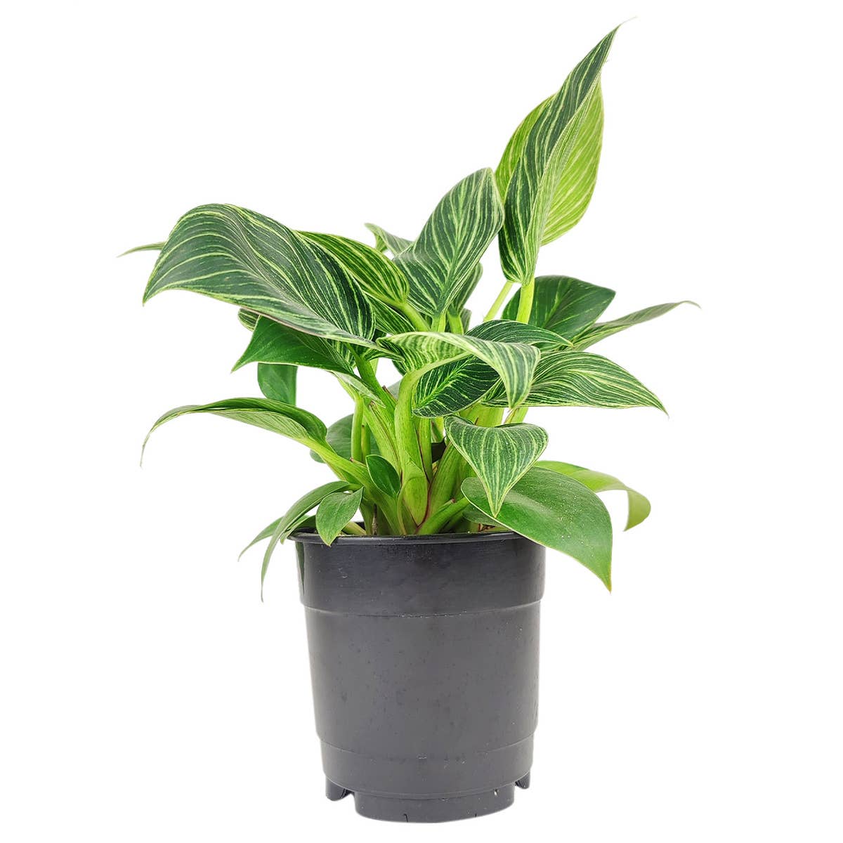 Philodendron Birkin  - 4 inch