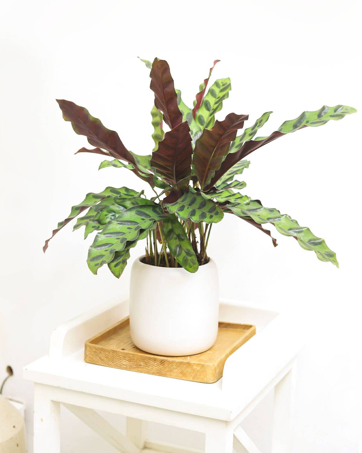 Calathea Rattlesnake  - 4 inch