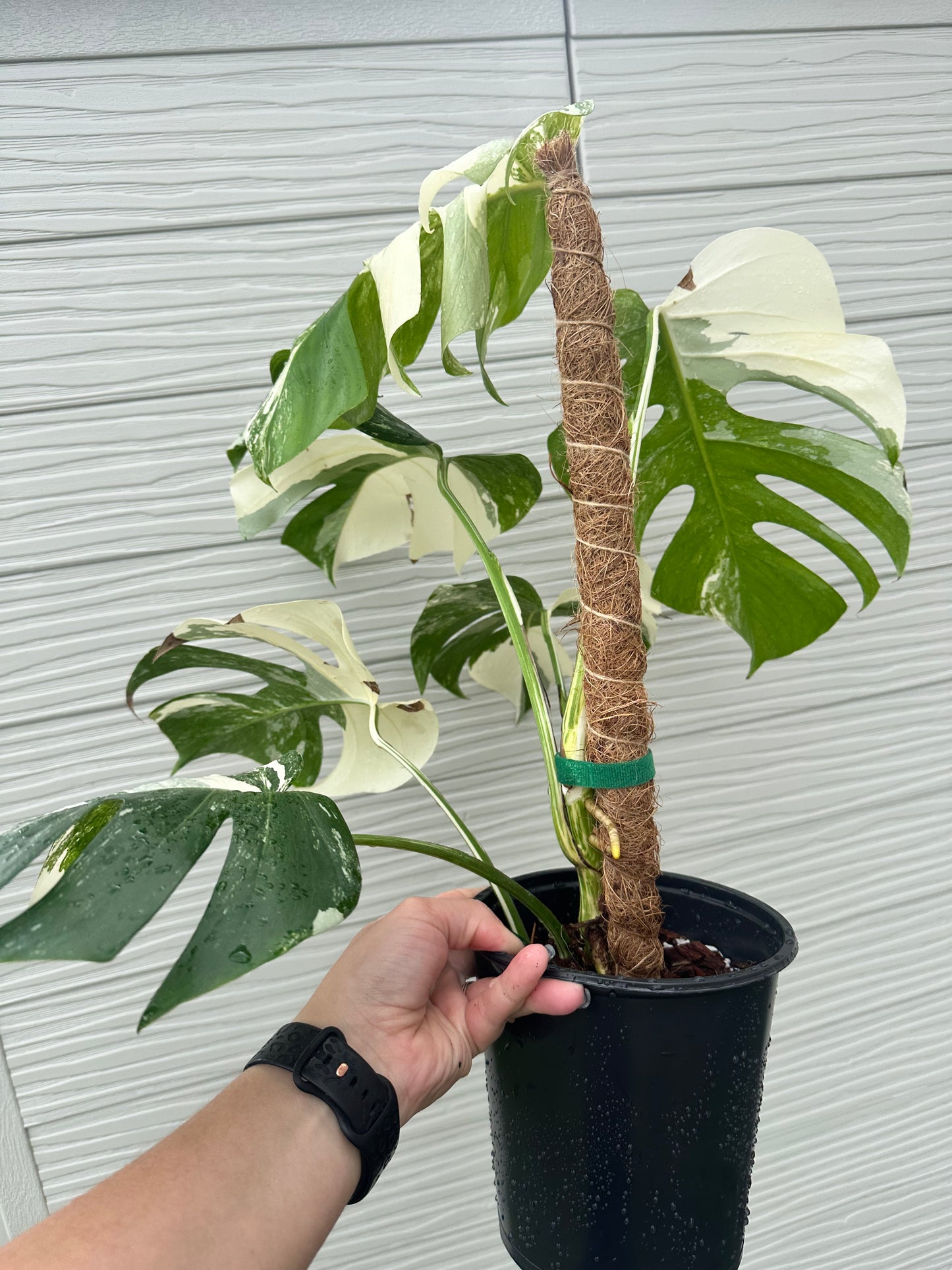 Monstera Deliciosa Albo Variegated- 6 inch