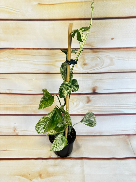 Epipremnum Marble - 4 inch