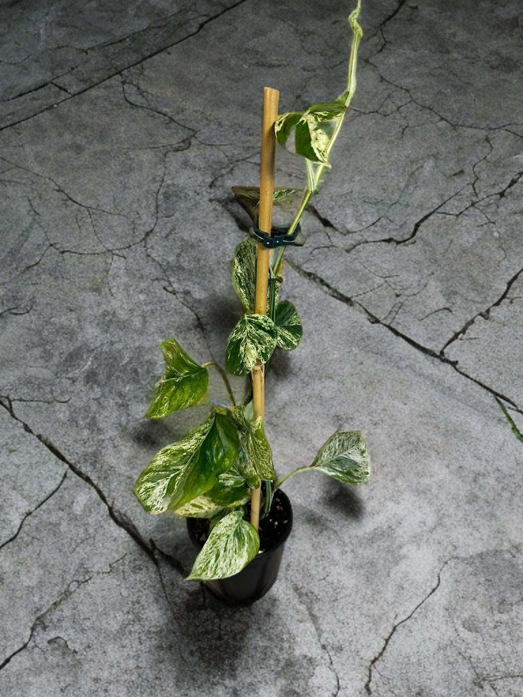 Epipremnum Marble - 4 inch