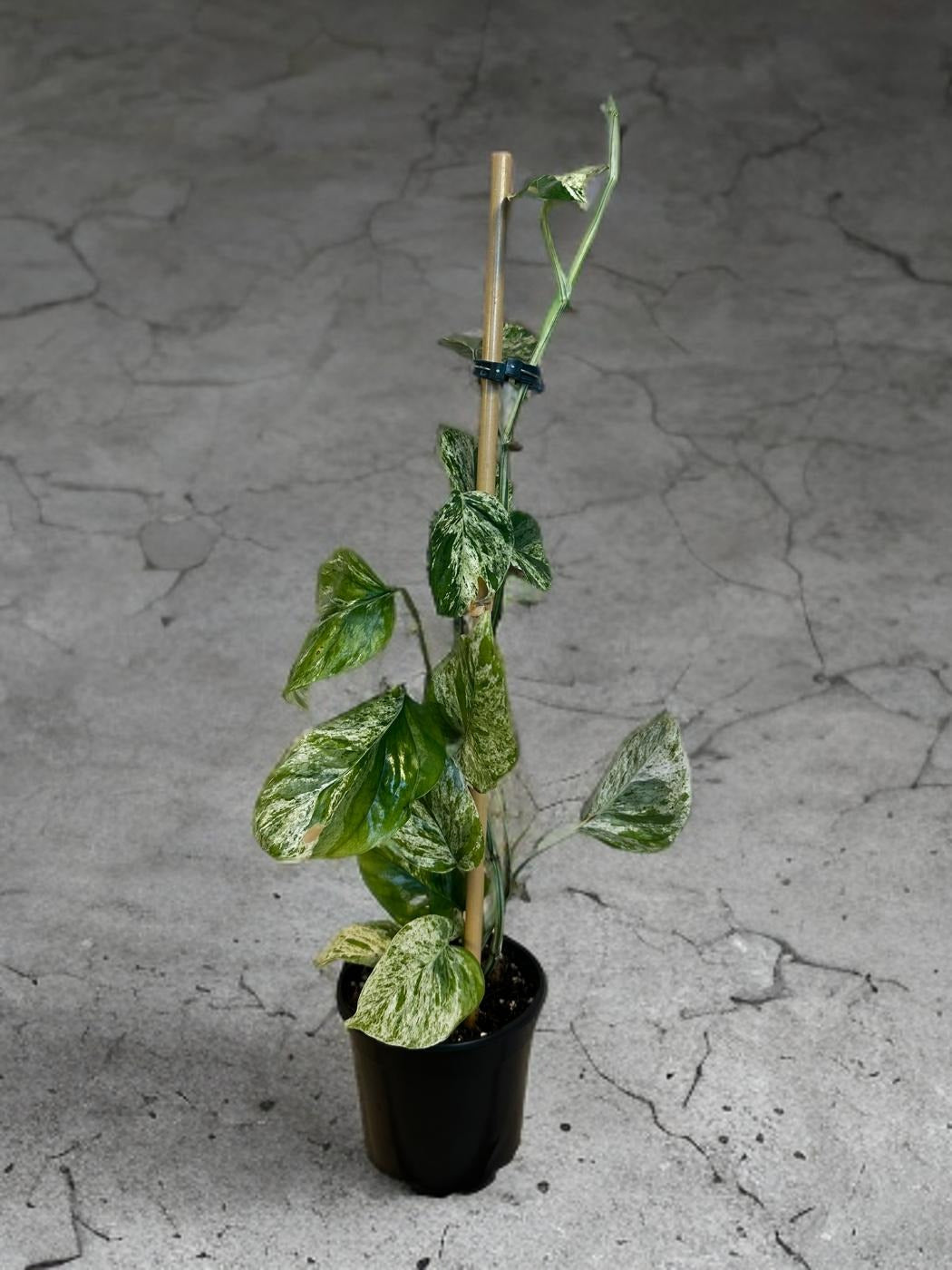 Epipremnum Marble - 4 inch