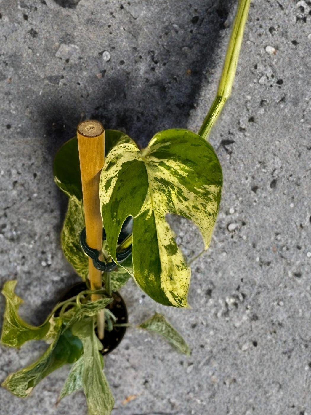 Epipremnum Marble - 4 inch