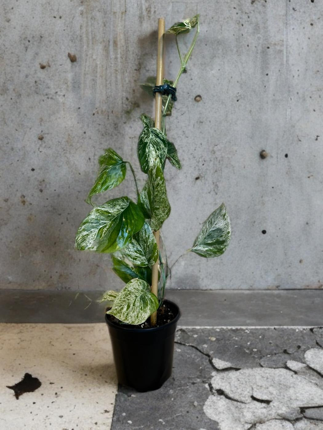 Epipremnum Marble - 4 inch