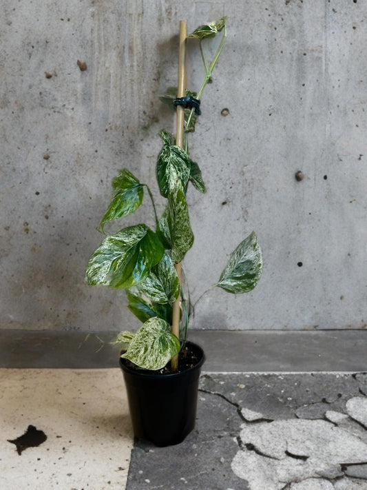 Epipremnum Marble - 4 inch