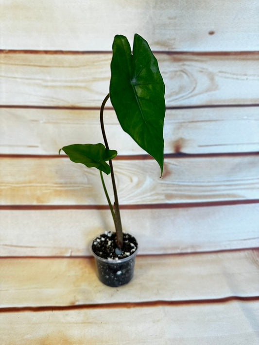 Alocasia Sumo - 3 inch starter