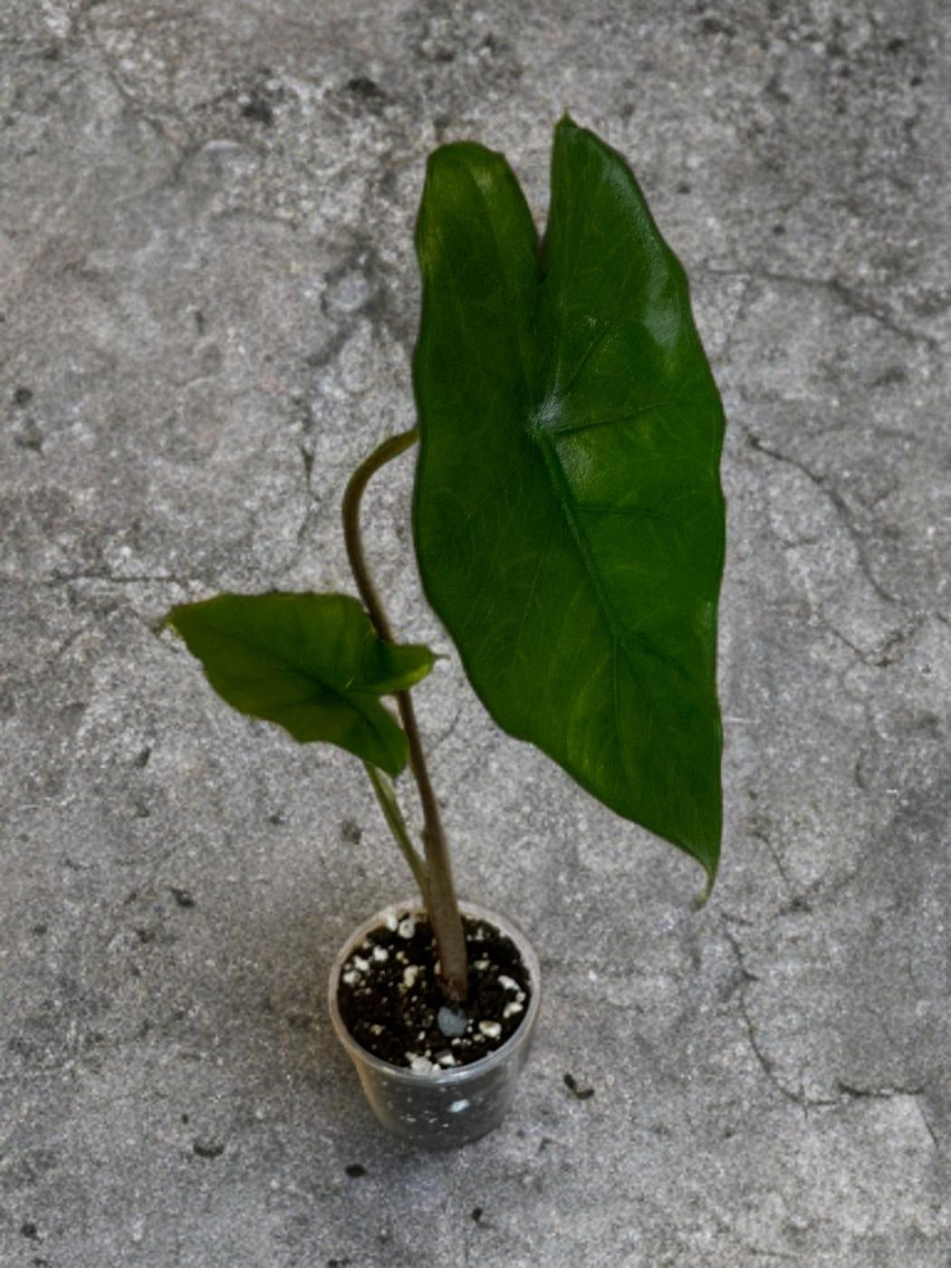 Alocasia Sumo - 3 inch starter