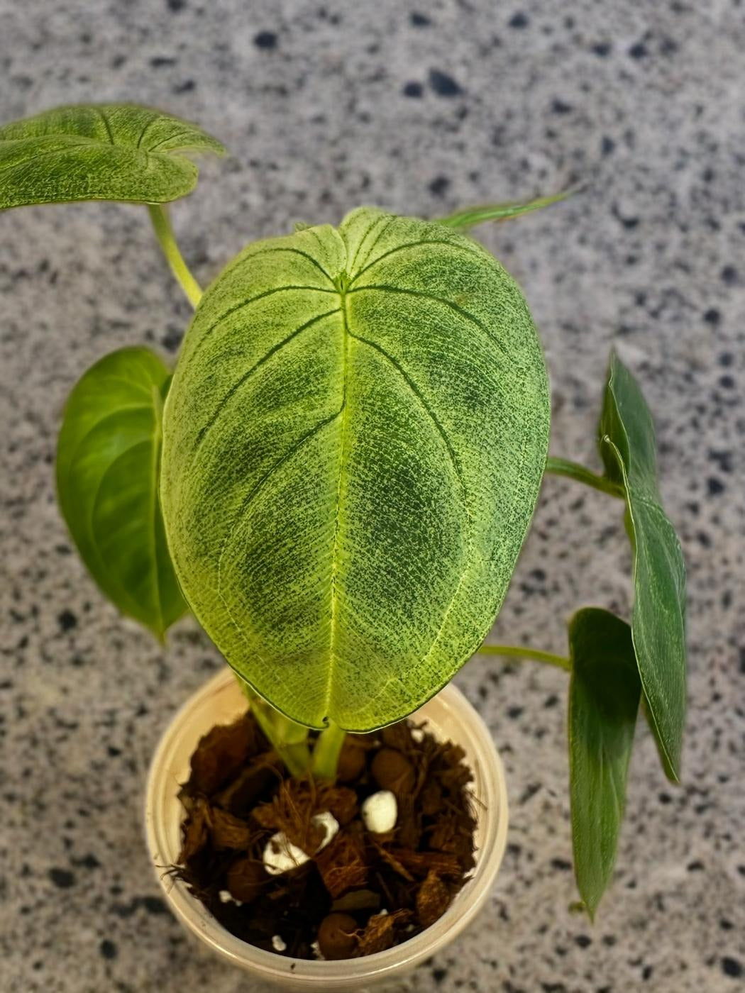 Syngonium Ice Frost- 4 inch