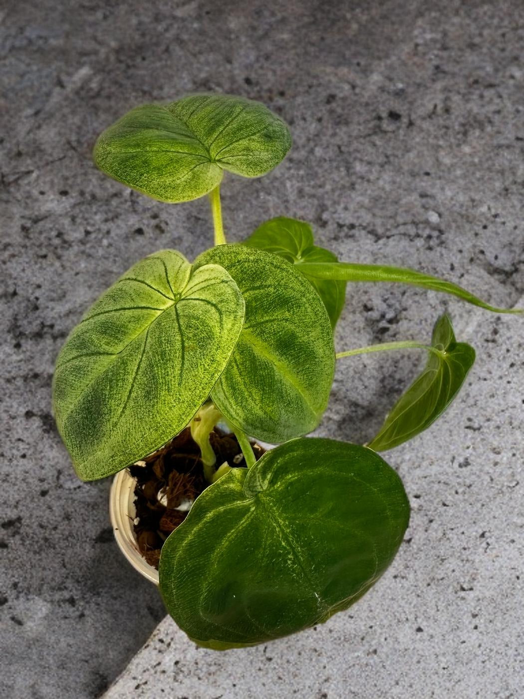 Syngonium Ice Frost- 4 inch