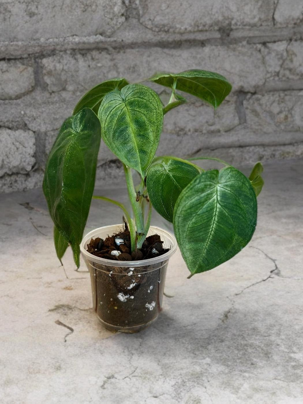 Syngonium Ice Frost- 4 inch