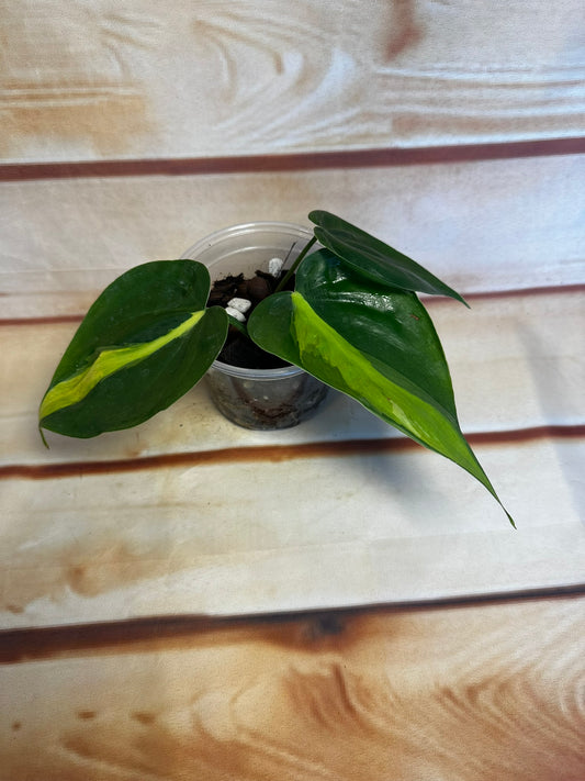 Brazil Philodendron - 3 inch starter plants