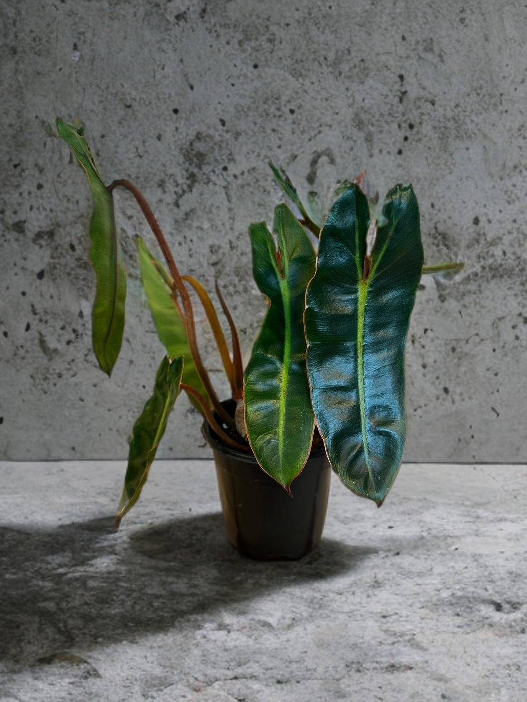 Philodendron Billitiae - 4 inch