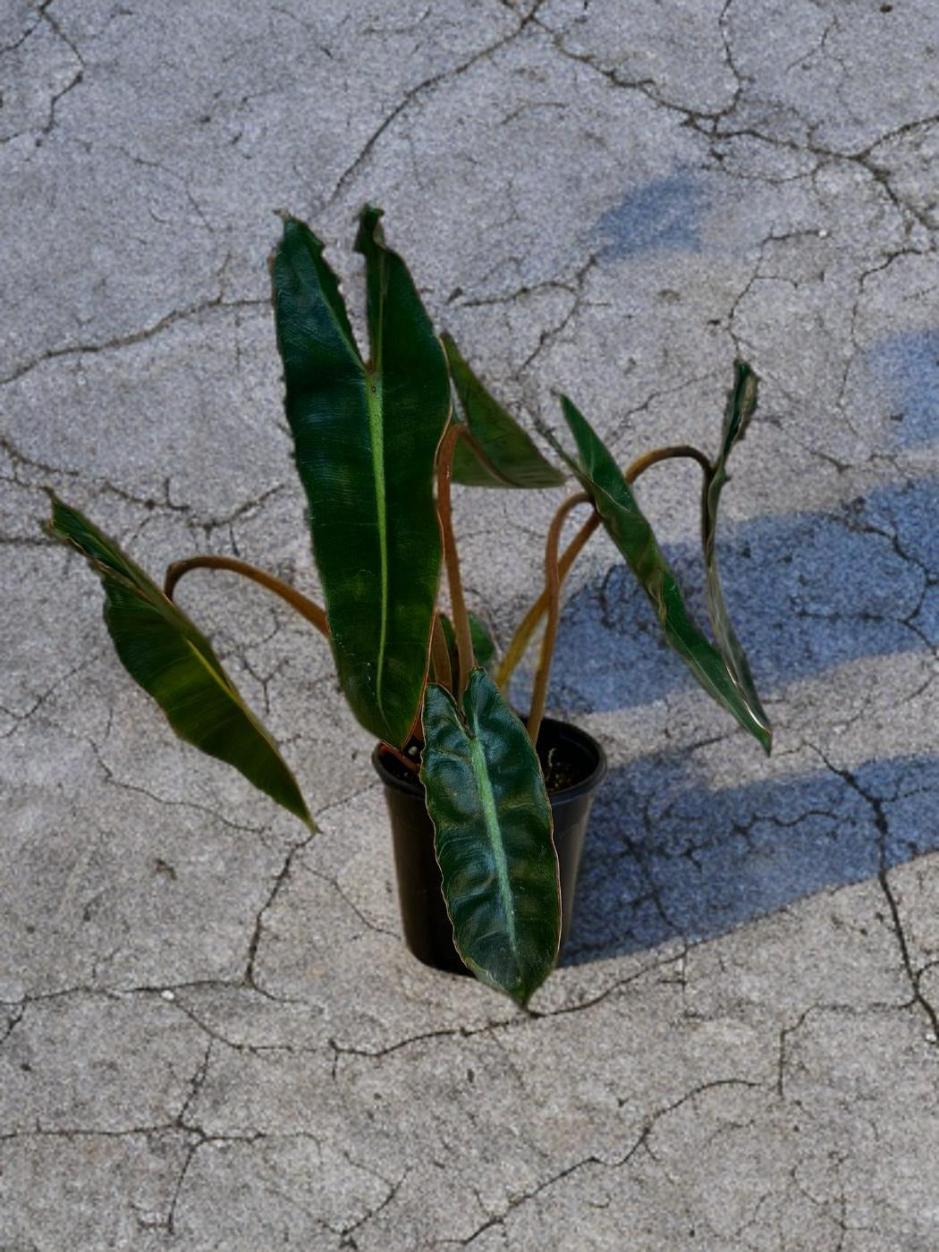 Philodendron Billitiae - 4 inch