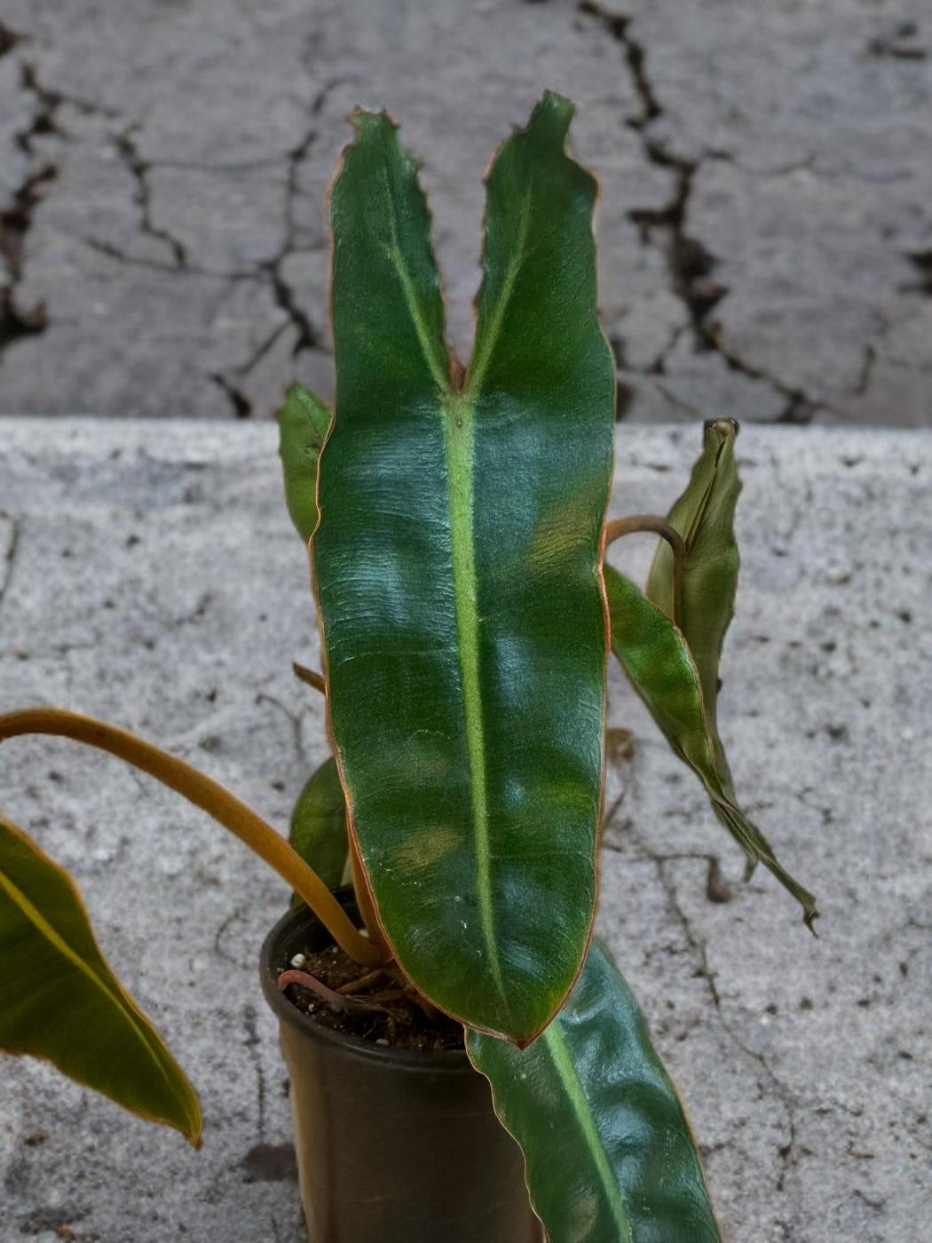 Philodendron Billitiae - 4 inch
