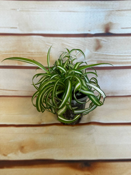 Bonnie Spider Plant - 3 inch