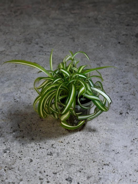 Bonnie Spider Plant - 3 inch