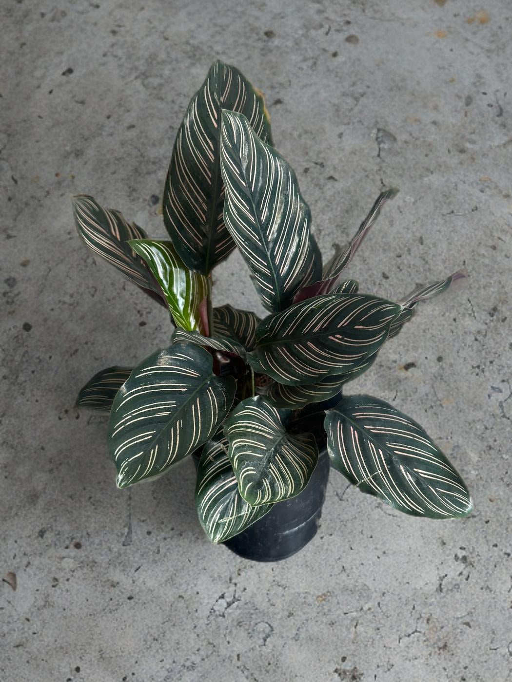 Calathea Pinstripe- 5 inch