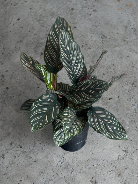 Calathea Pinstripe- 5 inch