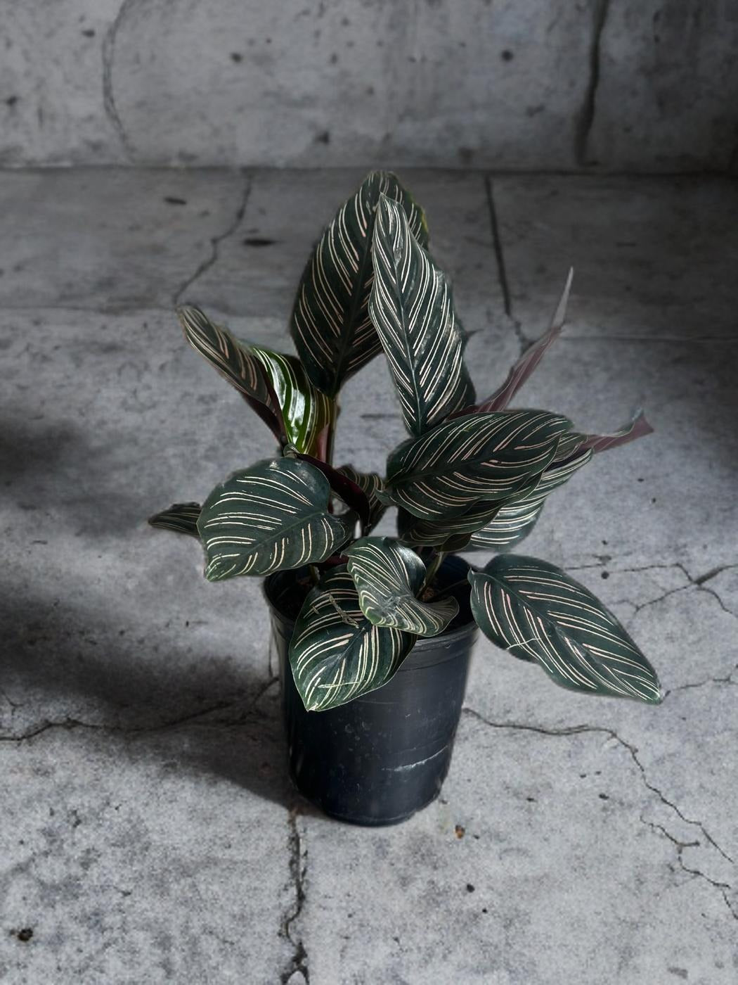 Calathea Pinstripe- 5 inch