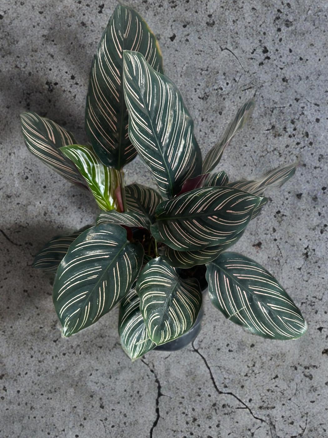 Calathea Pinstripe- 5 inch