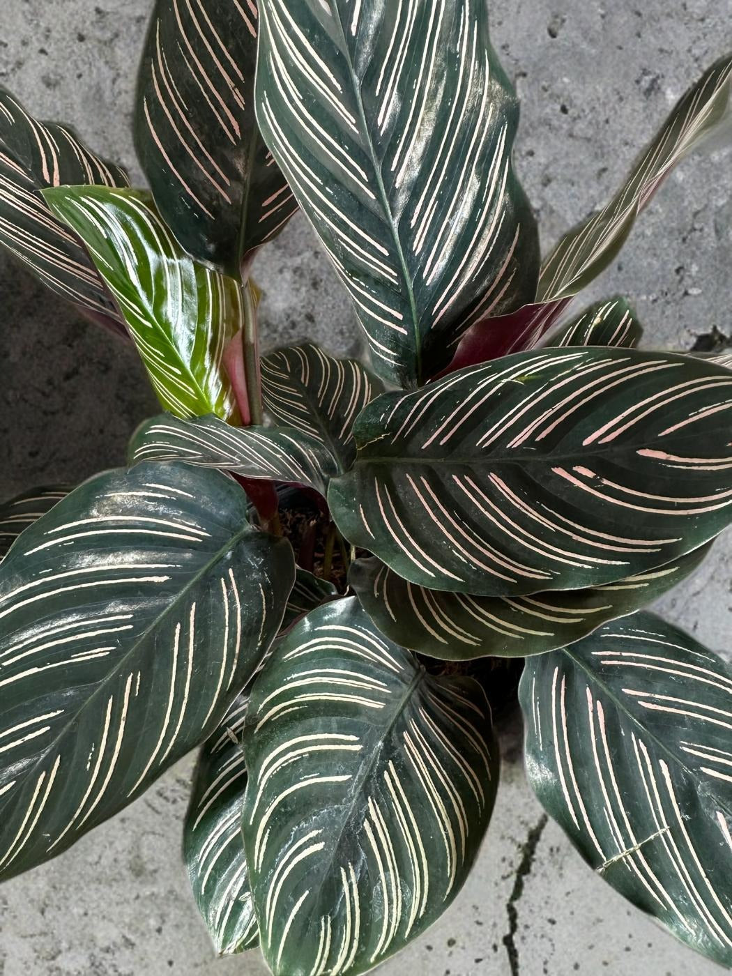 Calathea Pinstripe- 5 inch