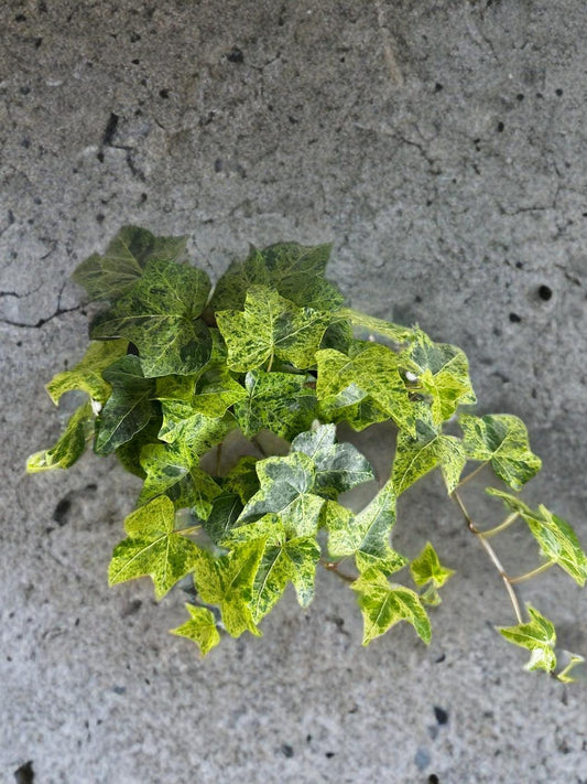 Ivy Luzii - 4 inch