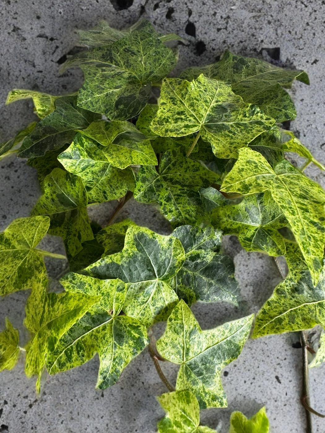 Ivy Luzii - 4 inch