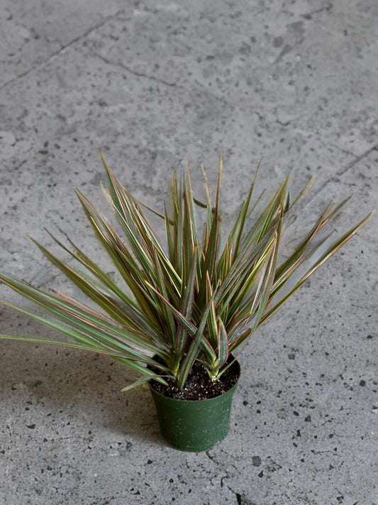 Dracaena Dragon Tree Variegated - 6 inch