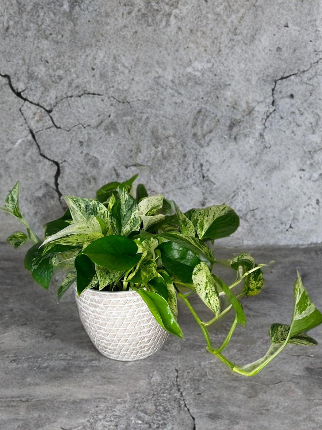 Pothos Marble Queen- 6 inch