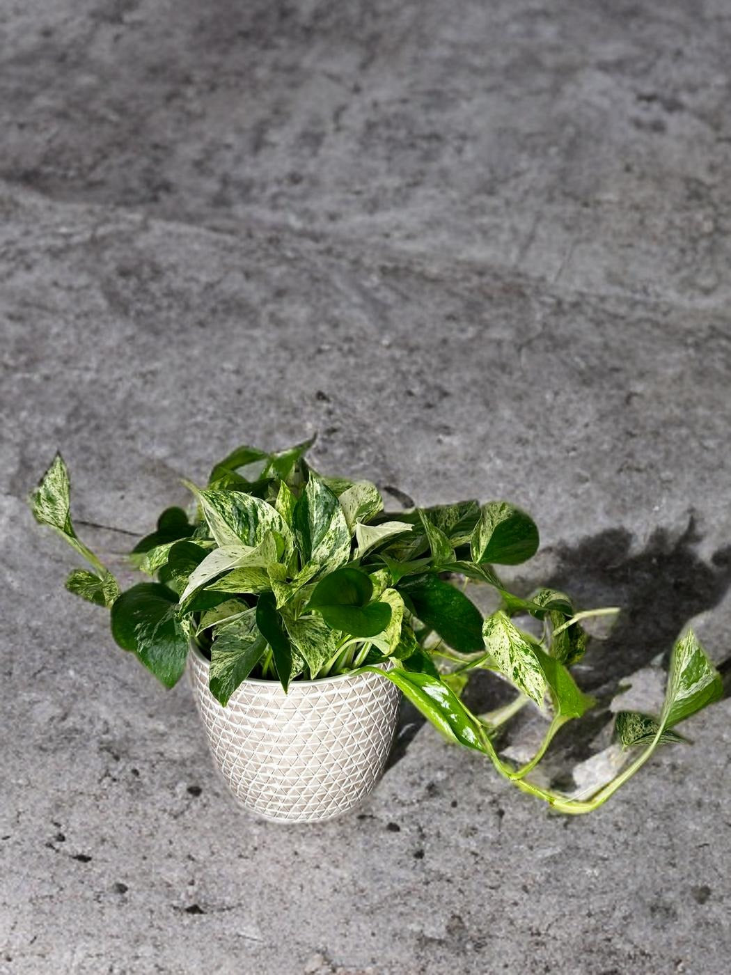 Pothos Marble Queen- 6 inch