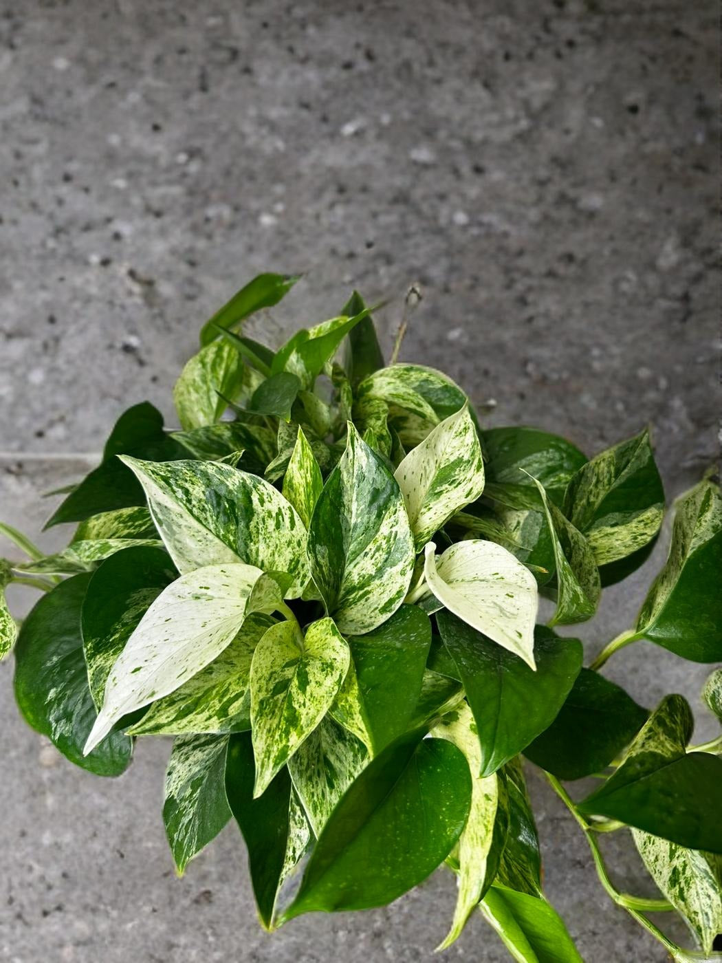 Pothos Marble Queen- 6 inch