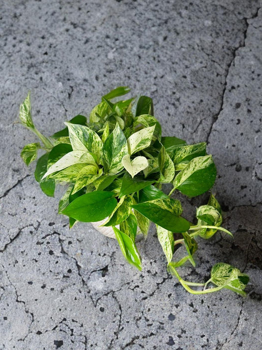 Pothos Marble Queen- 6 inch