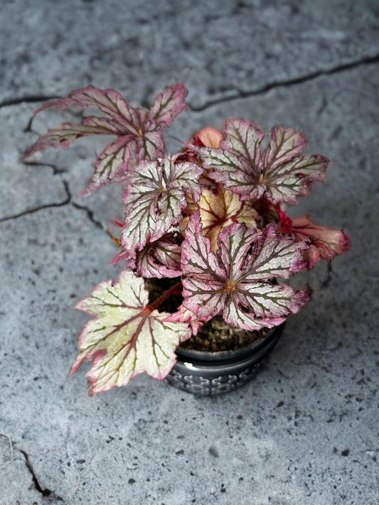 Begonia Benitochiba (Rex)- 4 inch