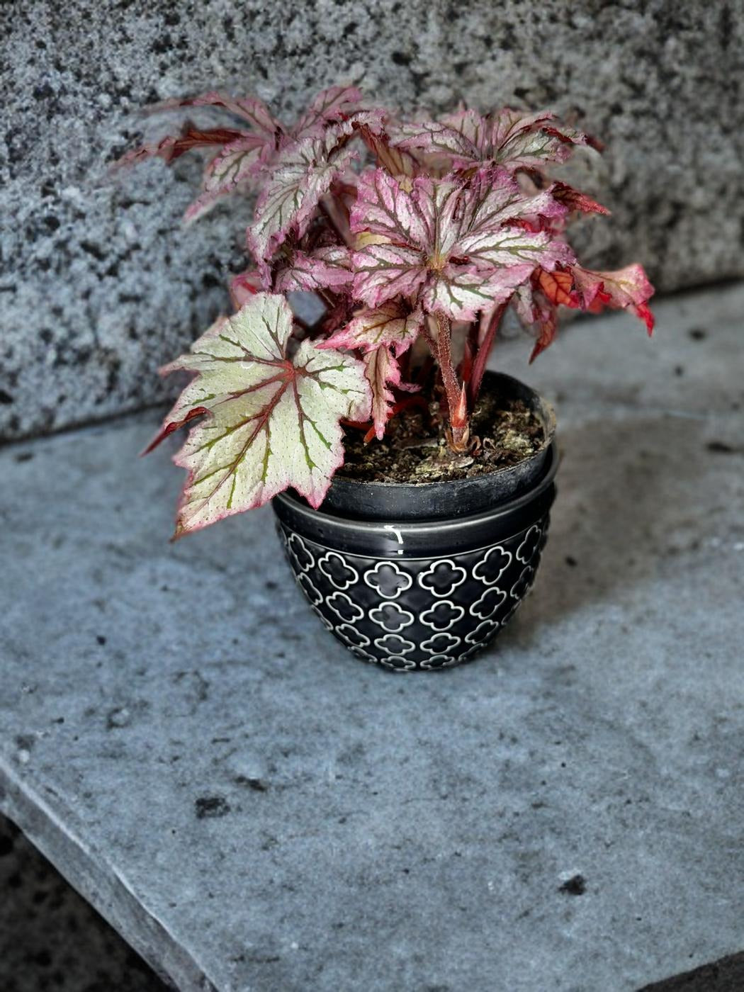 Begonia Benitochiba (Rex)- 4 inch