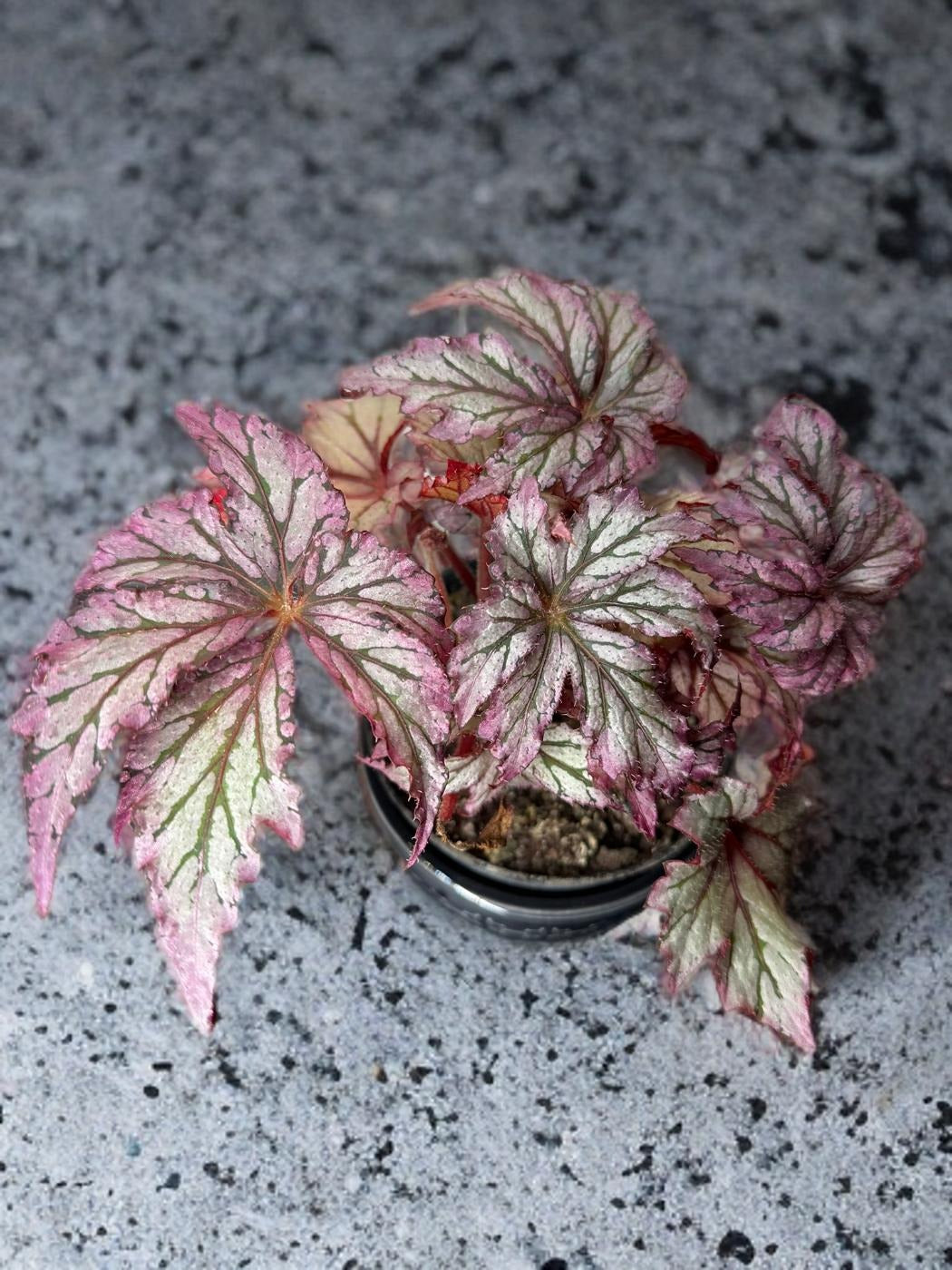 Begonia Benitochiba (Rex)- 4 inch