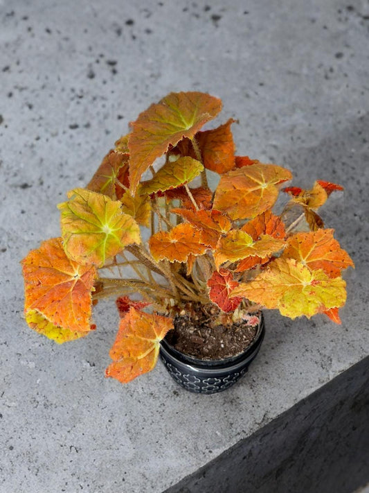 Begonia Autumn Ember - 4 inch