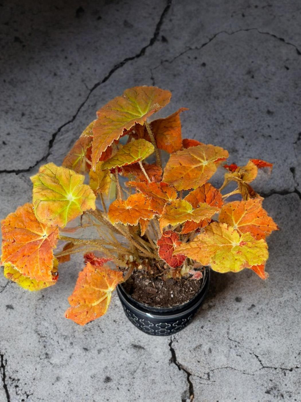 Begonia Autumn Ember - 4 inch
