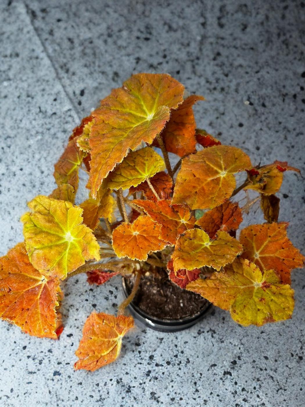 Begonia Autumn Ember - 4 inch