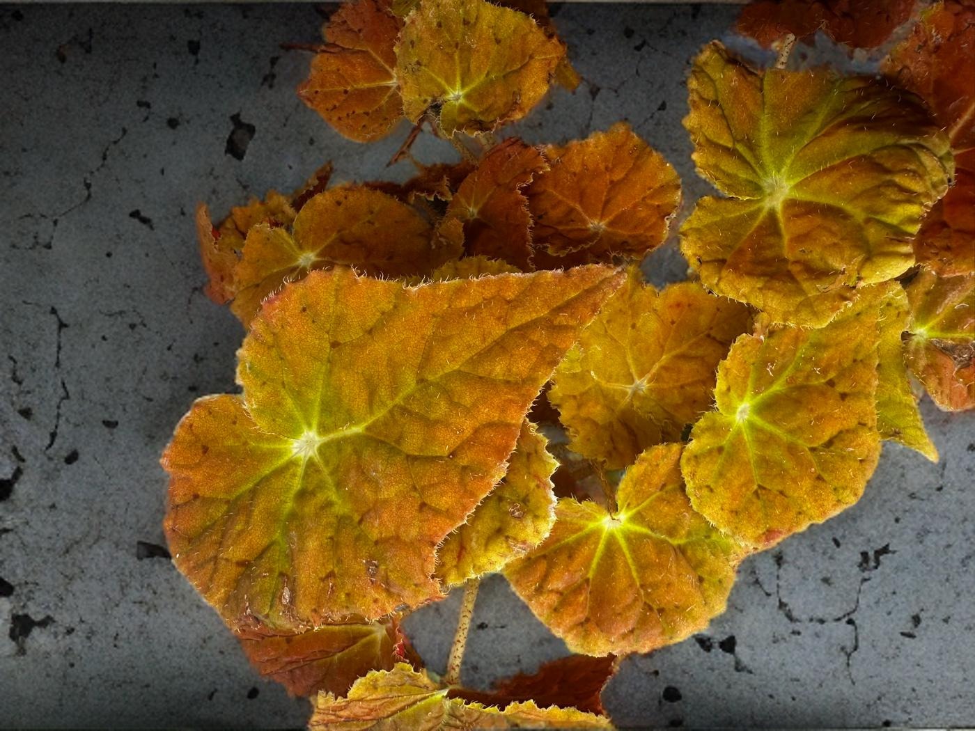 Begonia Autumn Ember - 4 inch