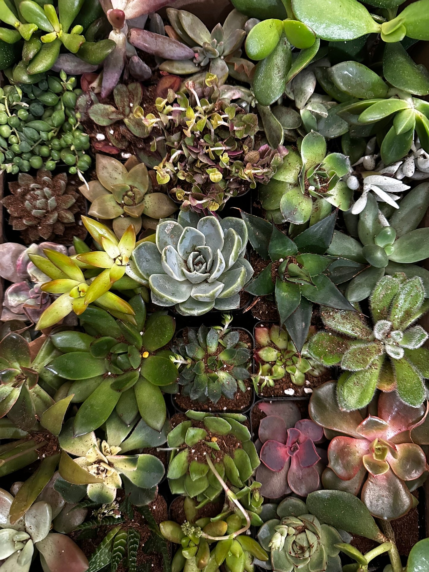 Succulent Mystery Box
