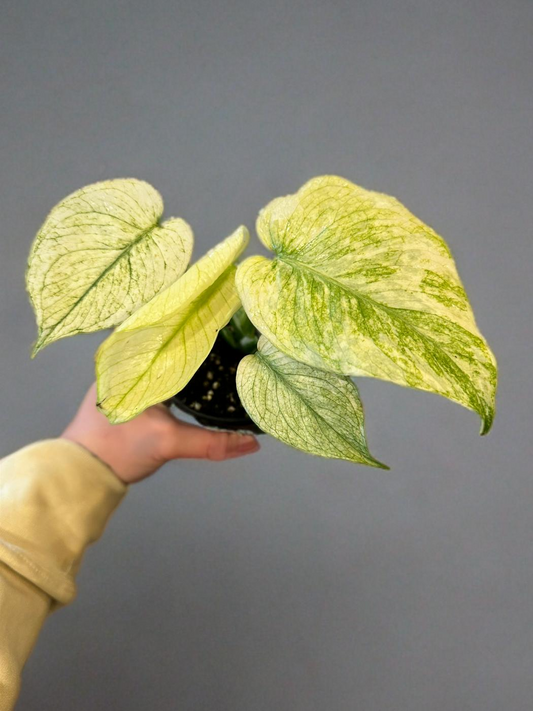 Monstera Mint - 4 inch