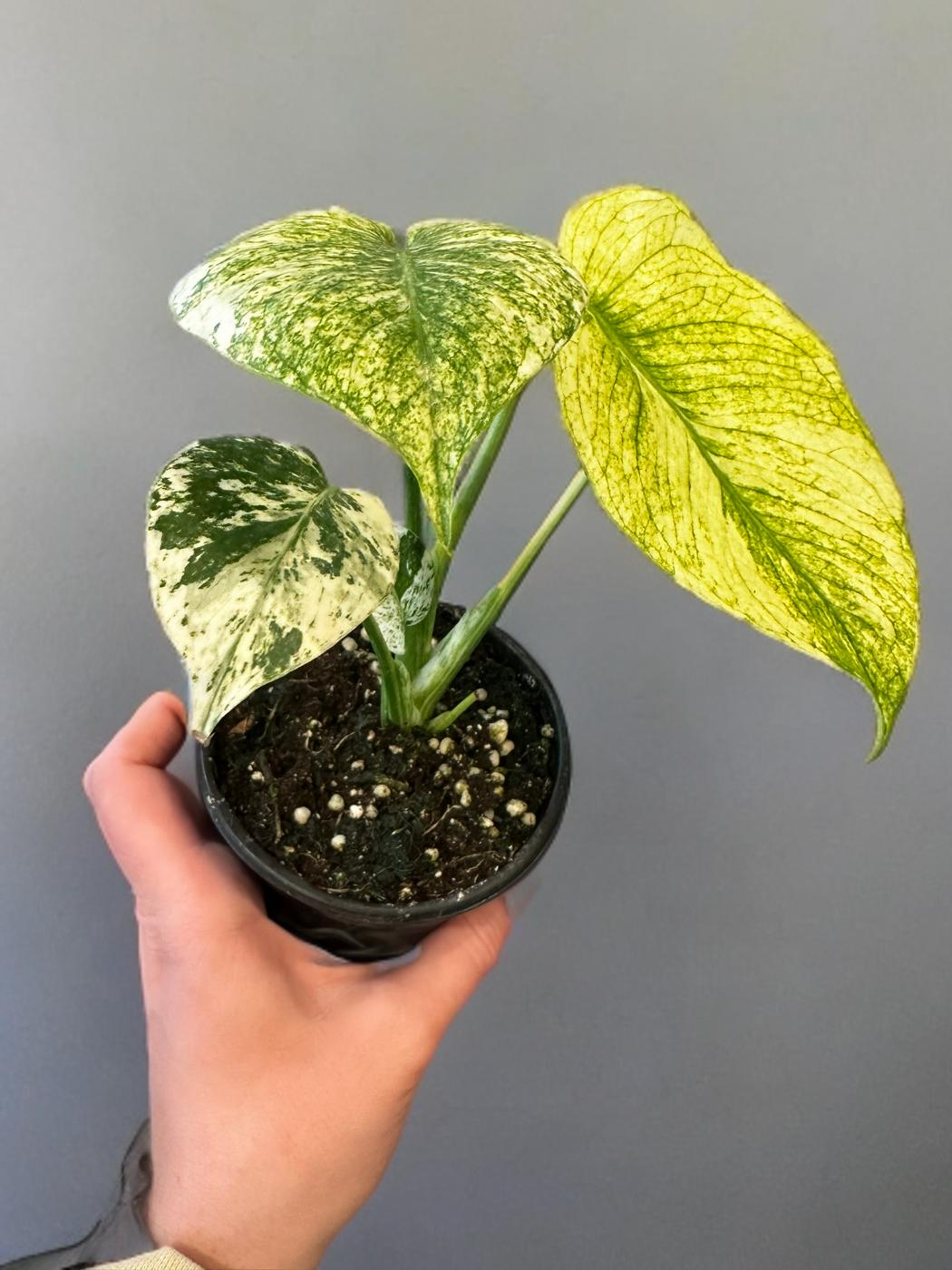 Monstera Mint - 4 inch