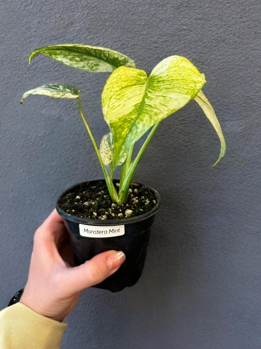 Monstera Mint - 4 inch