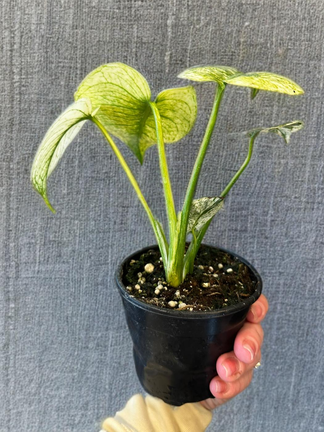Monstera Mint - 4 inch