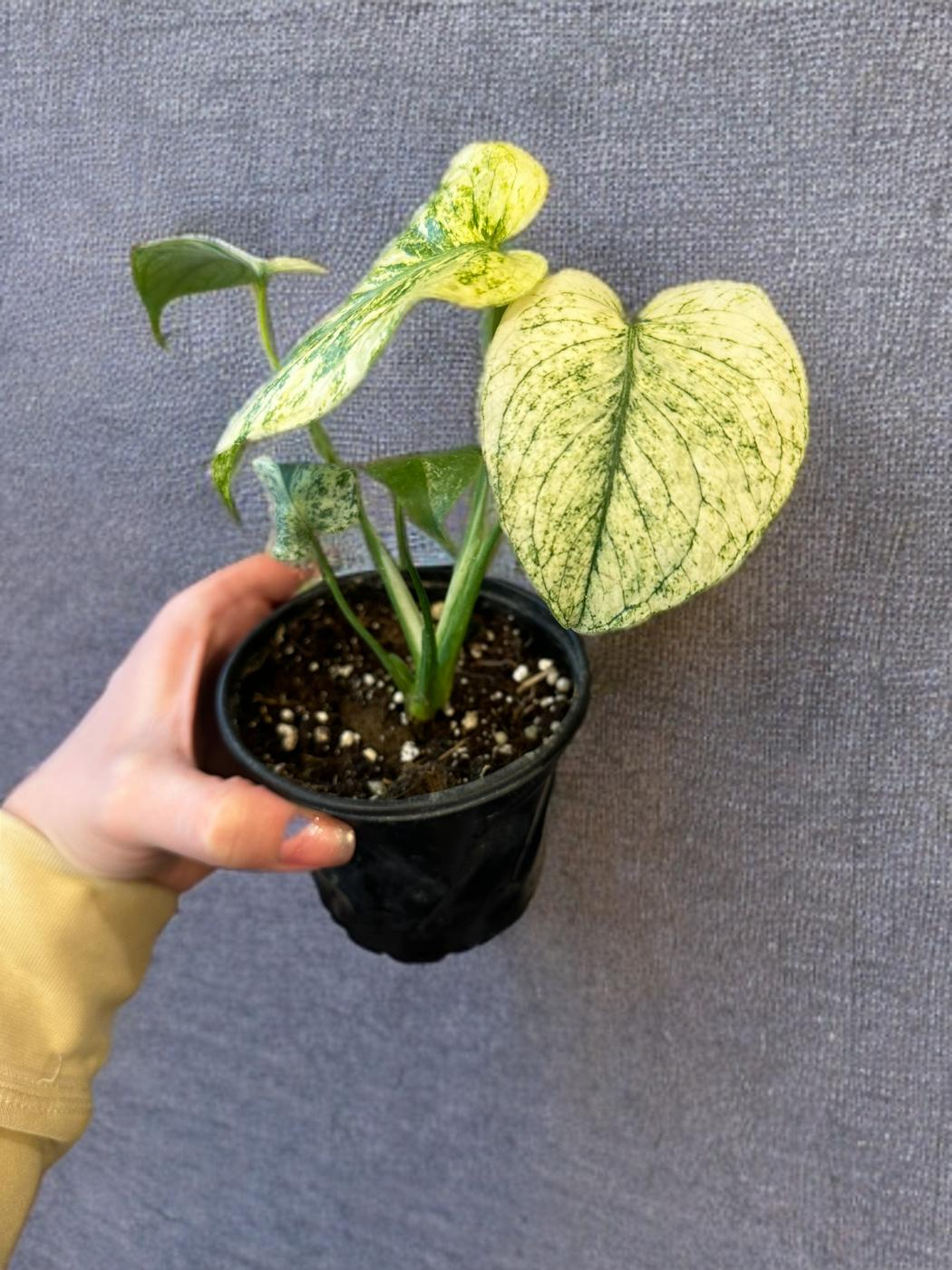 Monstera Mint - 4 inch