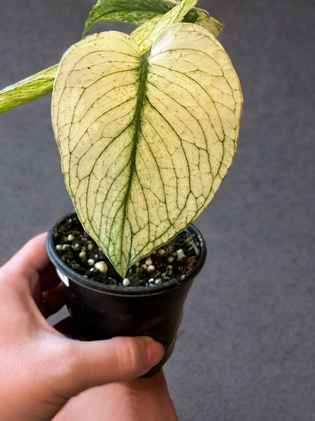 Monstera Mint - 4 inch